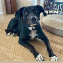 Thumbnail photo of Neepha Pheepha #3