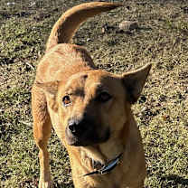 Thumbnail photo of Lola KA #1