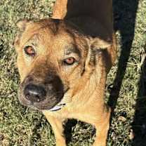 Thumbnail photo of Lola KA #2