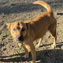 Thumbnail photo of Lola KA #3