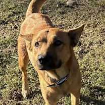 Thumbnail photo of Lola KA #4