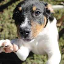 Thumbnail photo of Kermit KA #1