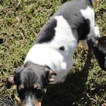 Thumbnail photo of Kermit KA #4