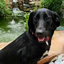 Thumbnail photo of Amaya prev Lainey JW #1