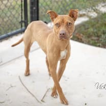 Thumbnail photo of Honey #3