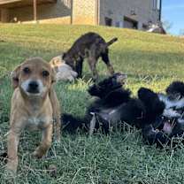 Thumbnail photo of Piglet #4