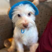 Thumbnail photo of Bulldozer #2