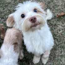 Thumbnail photo of Bulldozer #4