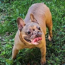 Thumbnail photo of Salem #2