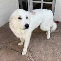 Thumbnail photo of Scout #2