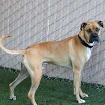 Thumbnail photo of Suavecito #3