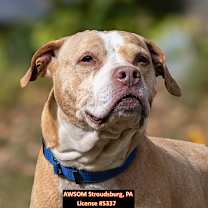 Thumbnail photo of Buddy #3