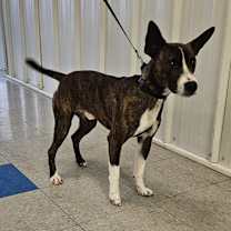 Thumbnail photo of Bruce #3