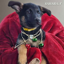 Thumbnail photo of Sahara #1