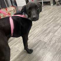 Thumbnail photo of Pixie Robinson #2