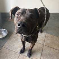 Thumbnail photo of Gravy #2