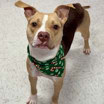 Thumbnail photo of Bark Twain #3