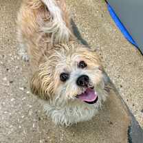 Thumbnail photo of Benny #3