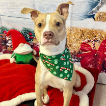 Thumbnail photo of Bark Twain #4