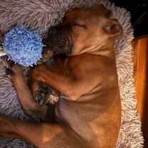 Thumbnail photo of Lex Luther #4