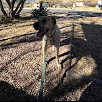 Thumbnail photo of Bailey #2