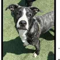 Thumbnail photo of Jax #2