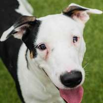 Thumbnail photo of Tidus #1