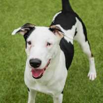 Thumbnail photo of Tidus #3