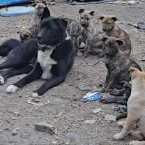 Thumbnail photo of Tito #4