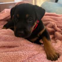 Thumbnail photo of Elli #1