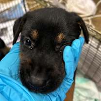 Thumbnail photo of Elli #2