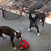 Thumbnail photo of Scout #2