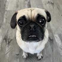 Thumbnail photo of Frankie #3