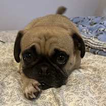 Thumbnail photo of Frankie #4