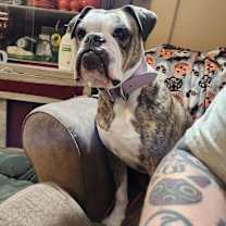 Thumbnail photo of Lila #2