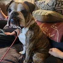 Thumbnail photo of Lila #3