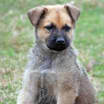 Thumbnail photo of Cody #2