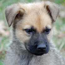 Thumbnail photo of Cody #3