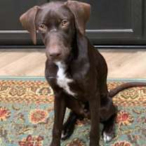 Thumbnail photo of Duck #1