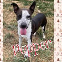 Thumbnail photo of Pepper #1