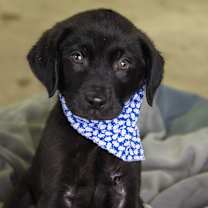 Thumbnail photo of Jingle #1