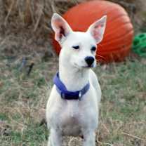 Thumbnail photo of Pearl #2