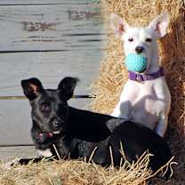 Thumbnail photo of Pearl #4