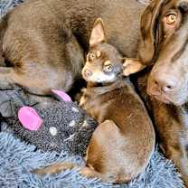 Thumbnail photo of Ruby Sue #3