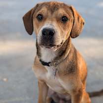 Thumbnail photo of Dragon #1