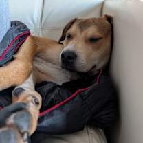 Thumbnail photo of Dragon #2