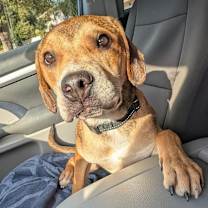 Thumbnail photo of Dragon #3