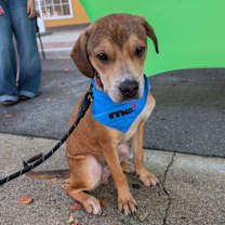 Thumbnail photo of Dragon #4