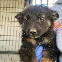 Thumbnail photo of Skeleton #4