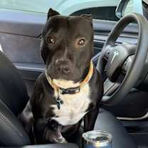 Thumbnail photo of Bernie #2